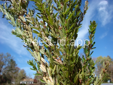 lespedeza, sericea